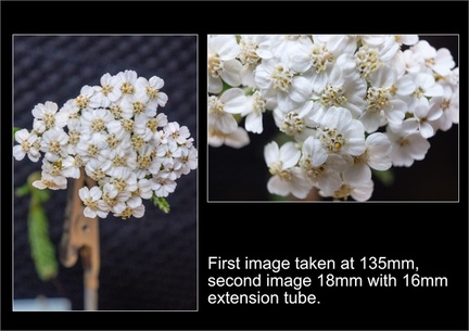 ColinT July22 flowers003