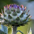 Anne Johnson - Thistle bud