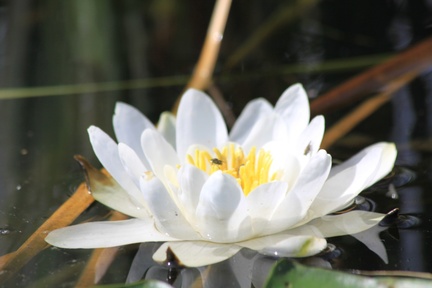 Guy - Floating on the Norfolk Broads