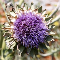 Guy - Cynara cardunculus
