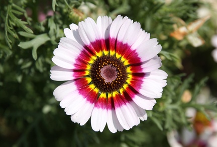 Guy - Flowers are the Target