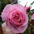 AllanJ - Queen Elizabeth rose , my Garden 