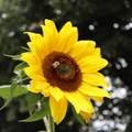 AllanJ - Botanic Gardens , Sun Flower Plus Bee