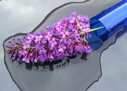 SteveB 2, Fallen Buddleia