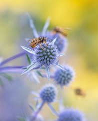 Julie - Wasp and Eryngium 2043