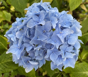 Sharon - Blue Hydranger in Bodnant gardens