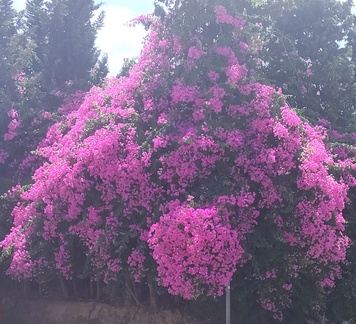 IanMc -  Golf Course growing wild