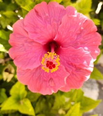 IanMc - Villamartin Garden