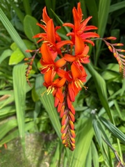 Dawn - Crocosmia