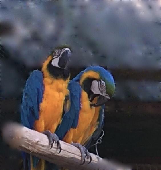 blurred macaws.jpg