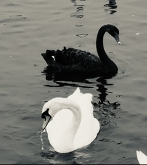 Ron - Black and white swans 
