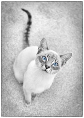 Julie - Ziggy