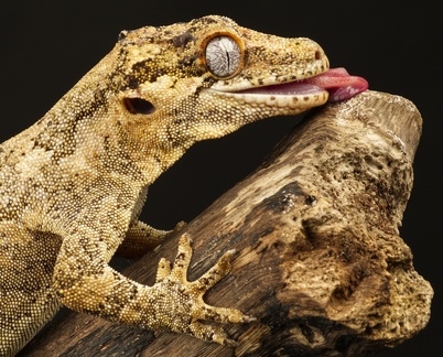 IH - Hungry Gecko