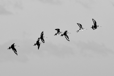 Black tailed Godwits in flight - monochrome