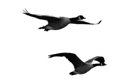 Canada Geese in flight