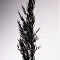 Brian 2 - Grass seed head in lightbox