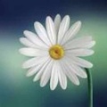 202207-Flowersjpg