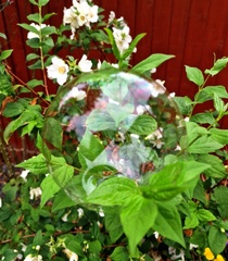 AllanJ Best Bubble !