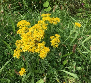 AnneS - Ragwort