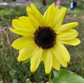 AnneJ - Yellow flower at RHS Bridgewater