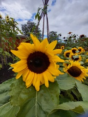 AnneJ - Sunflowers at RHS Bridgewater, Salford