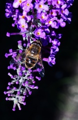 IH - Bee on Buddlea