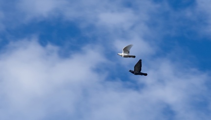 IH - Ainsdale Airshow