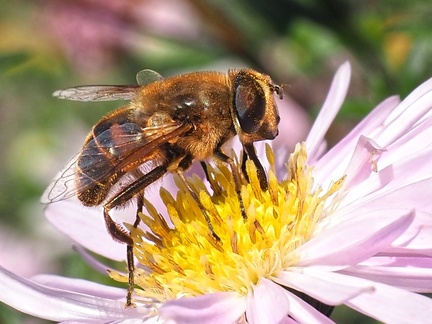 SteveB 3, A Hover Fly on Aster