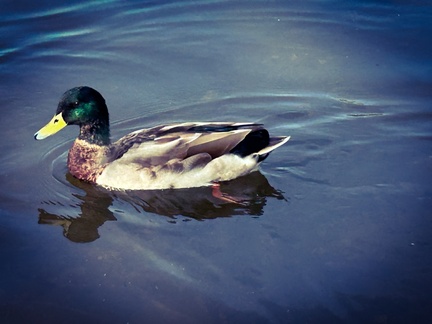 MarieM 3 - Mallard on Ullswater 