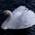 Brian - Swan