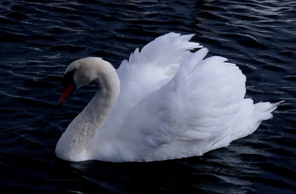 Brian - Swan