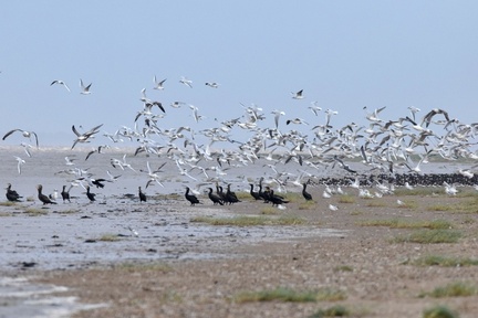 Cormorant &amp; Gull roost at high tide
