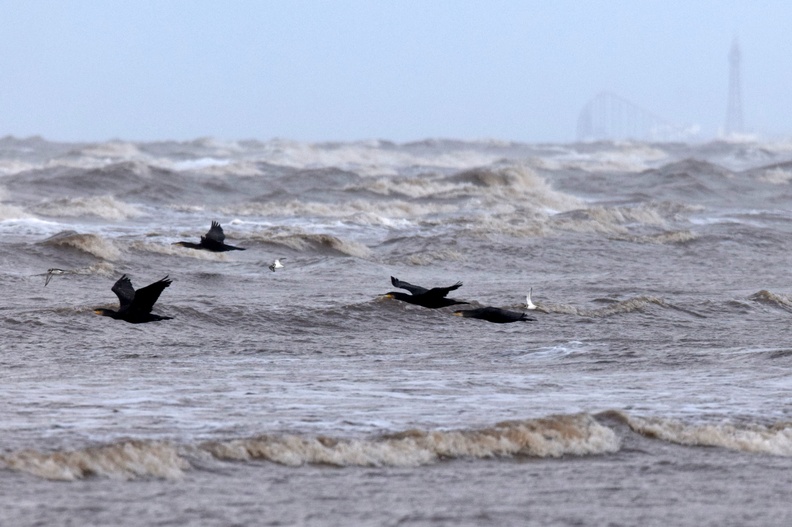 Cormorants and Ringed Plovers in flight.JPG
