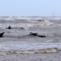 Cormorants and Ringed Plovers in flight