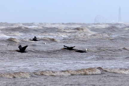 Cormorants and Ringed Plovers in flight