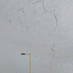 Hazel's Pinkfeet Geese skeins