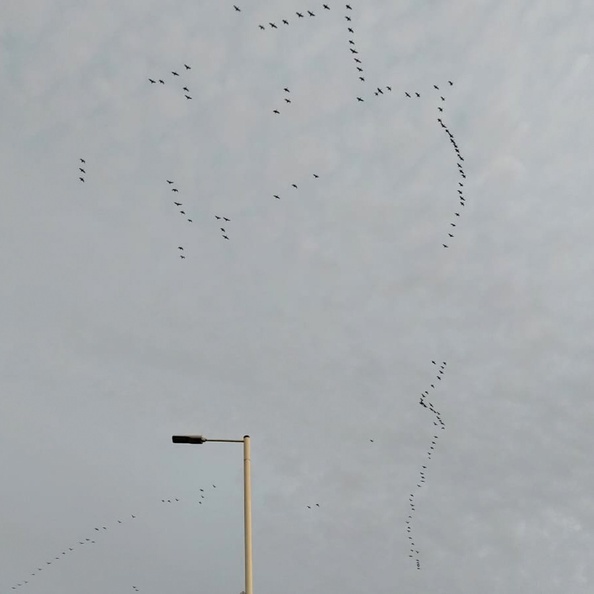 Hazel's Pinkfeet Geese skeins.jpg