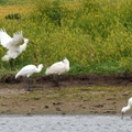 Spoonbill parent flapping with young