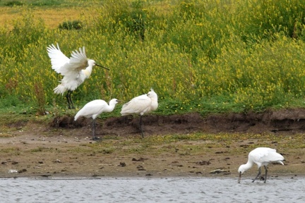 Spoonbill parent flapping with young