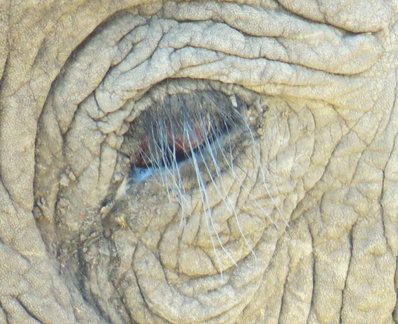 Brian - Elephan tEye (Botswana)