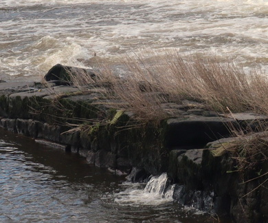Brian - Chester Weir