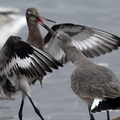 Fighting Black tailed Godwits at Martin Mere