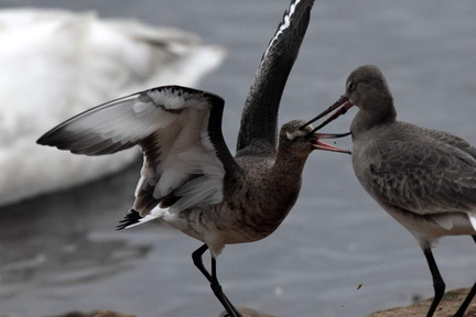Vicious attack by Black tailed Godwit