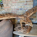 AllanJ -Bird of Prey Syon Park Garden centre