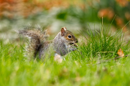 Squirrel IAN9000