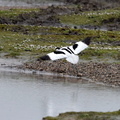 Avocet flight  best    (1)