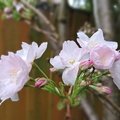 AnneJ - Cherry blossom