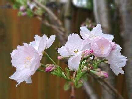 AnneJ - Cherry blossom