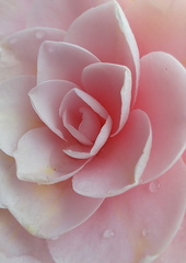 AnneJ - Camelia in our garden