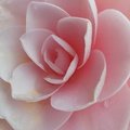 AnneJ - Camelia in our garden